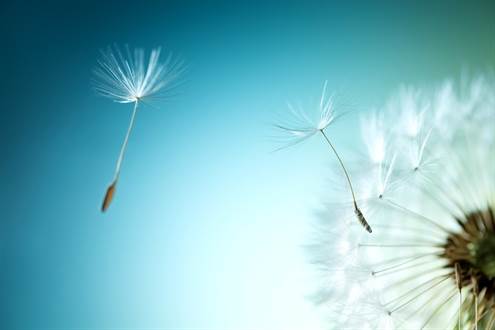 Nahaufnahme Pusteblume